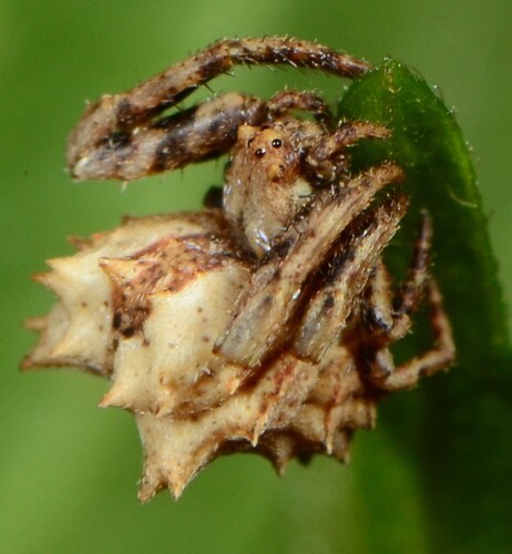 Hedgehog Spider