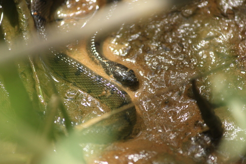 African Brown Water Snake