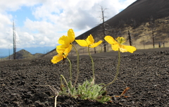 Papaver microcarpum