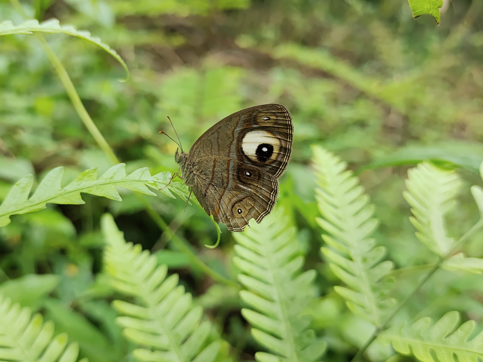 Malabar Glad-Eye Bushbrown