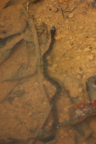 African Brown Water Snake