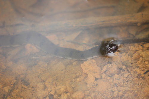 African Brown Water Snake
