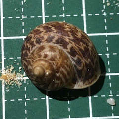 Cyclophorus turgidus