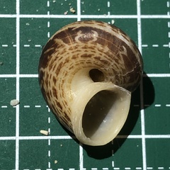 Cyclophorus turgidus