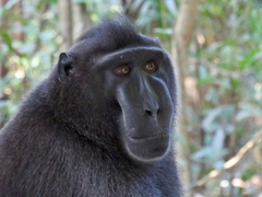 Macaca nigra