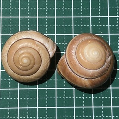 Satsuma
