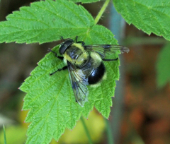 Volucella bombylans