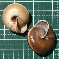 Satsuma