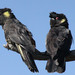 Yellow-tailed Black-Cockatoo - Photo (c) Geoffrey Cox, some rights reserved (CC BY-NC), uploaded by Geoffrey Cox