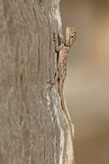 Agama agama