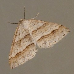 Perizoma parallelolineatum