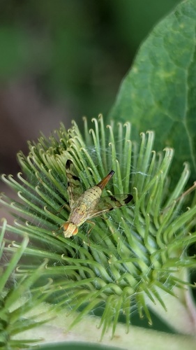Banded Burdock Fly, Noordwijkerhout, Nederland, photo 8 of 10