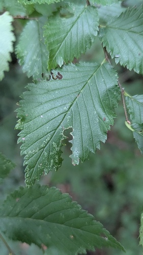Elm Zigzag Sawfly, Noordwijkerhout, Nederland, photo 9 of 10