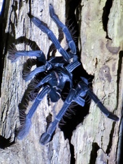 Lampropelma carpenteri