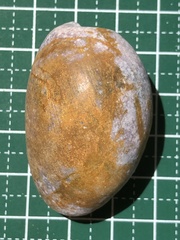 Bulla vernicosa