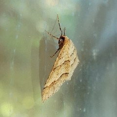 Perizoma parallelolineatum