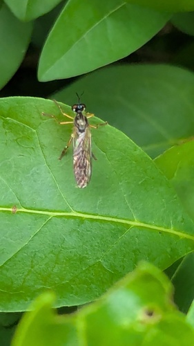 Small Yellow-legged Robber Fly, Noordwijkerhout, Nederland, photo 5 of 10