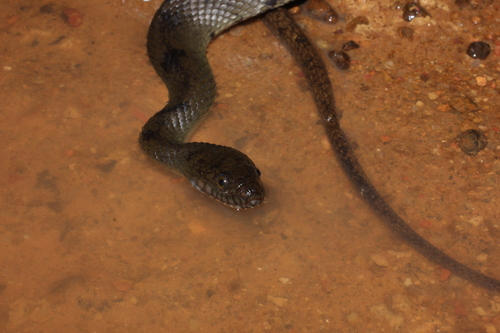 African Brown Water Snake