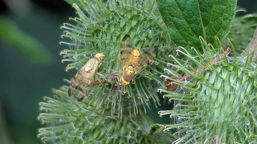 Banded Burdock Fly, Noordwijkerhout, Nederland, photo 2 of 10