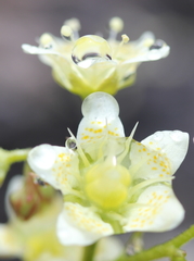 Saxifraga bronchialis funstonii