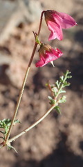 Hermannia bicolor