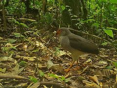 Micrastur gilvicollis