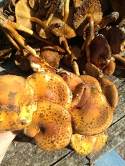 Pholiota jahnii