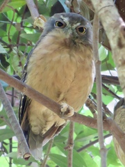Ninox ochracea