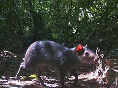 Dasyprocta fuliginosa