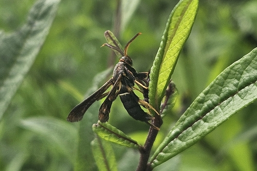 Lesser Grape Root Borer