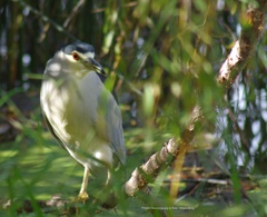 Nycticorax nycticorax