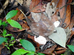 Nyctidromus albicollis