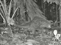 Coendou longicaudatus