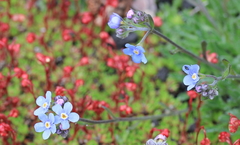 Eritrichium sericeum