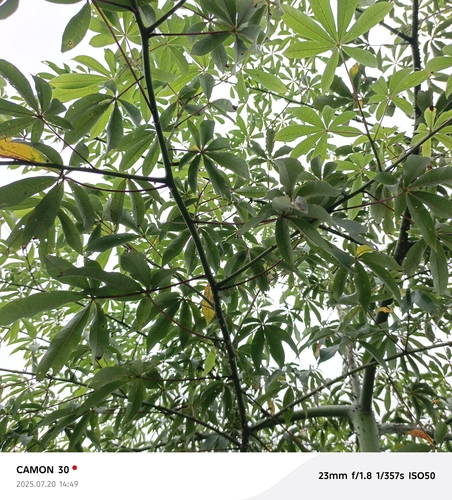 Kapok Tree