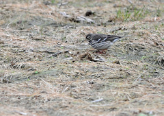 Anthus rubescens japonicus