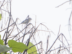 Pipraeidea melanonota