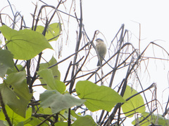 Pipraeidea melanonota