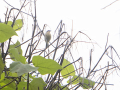 Pipraeidea melanonota