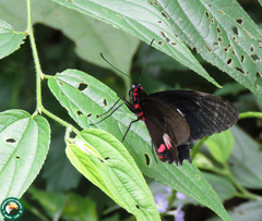 Parides anchises