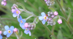 Eritrichium sericeum