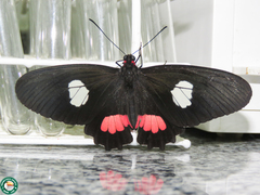 Parides anchises