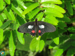 Parides anchises