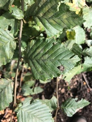 Carpinus betulus