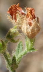 Hermannia stipulacea