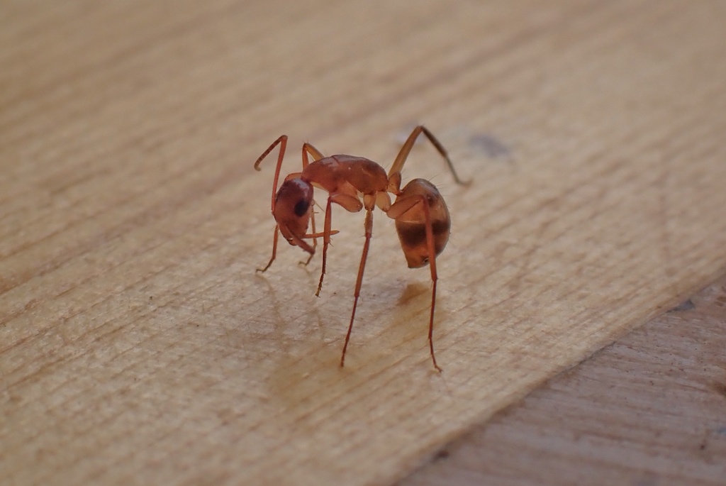 Camponotus macilentus