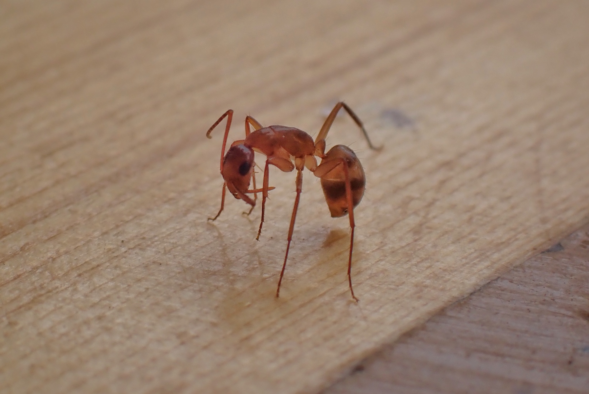 Camponotus macilentus