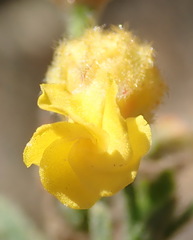 Hermannia stipulacea