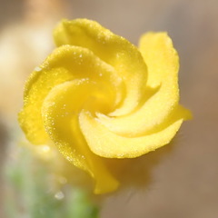 Hermannia stipulacea