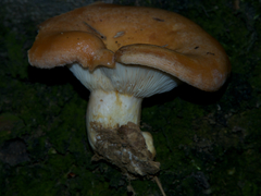 Lactarius acerrimus